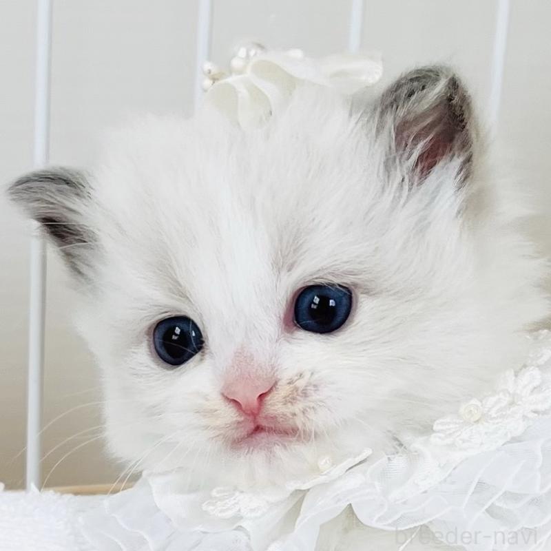 成約済の福島県のラグドール-130958の1枚目