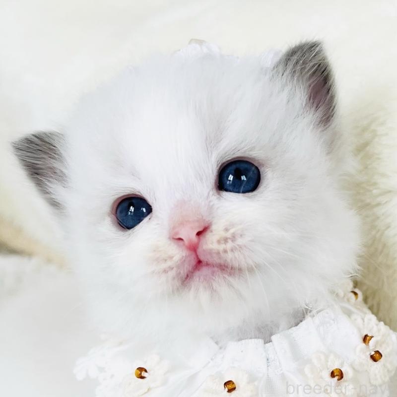 販売中の福島県のラグドール-130866