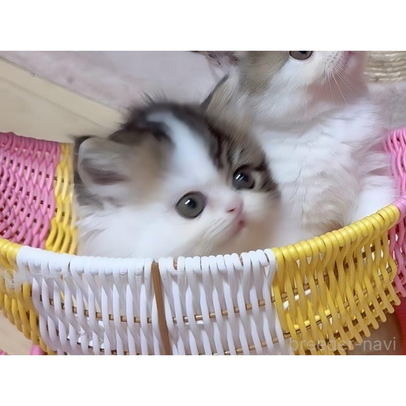 販売中の愛媛県のミヌエット(短足)-131128の6枚目