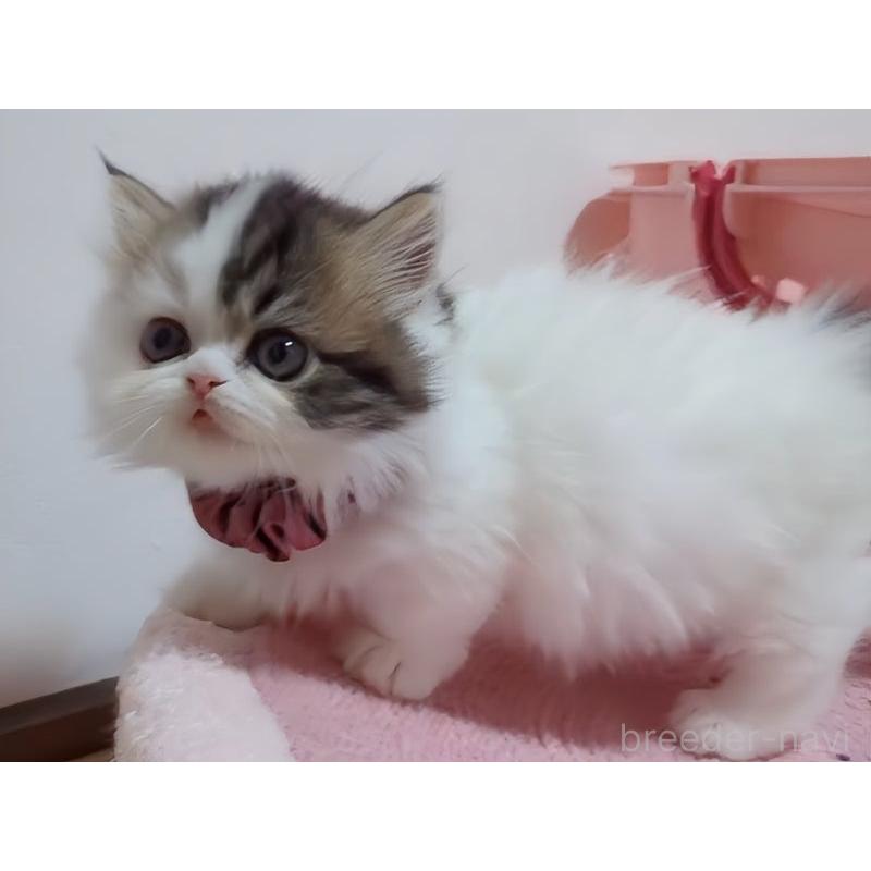 販売中の愛媛県のミヌエット(短足)-131128の3枚目