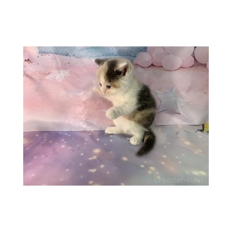 販売中の大阪府のスコティッシュフォールド-131129の6枚目