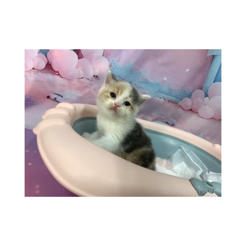 販売中の大阪府のスコティッシュフォールド-131129の5枚目