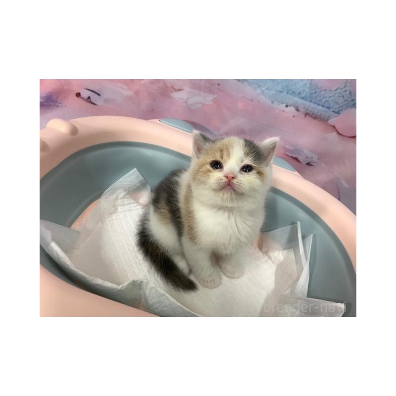 販売中の大阪府のスコティッシュフォールド-131129の4枚目