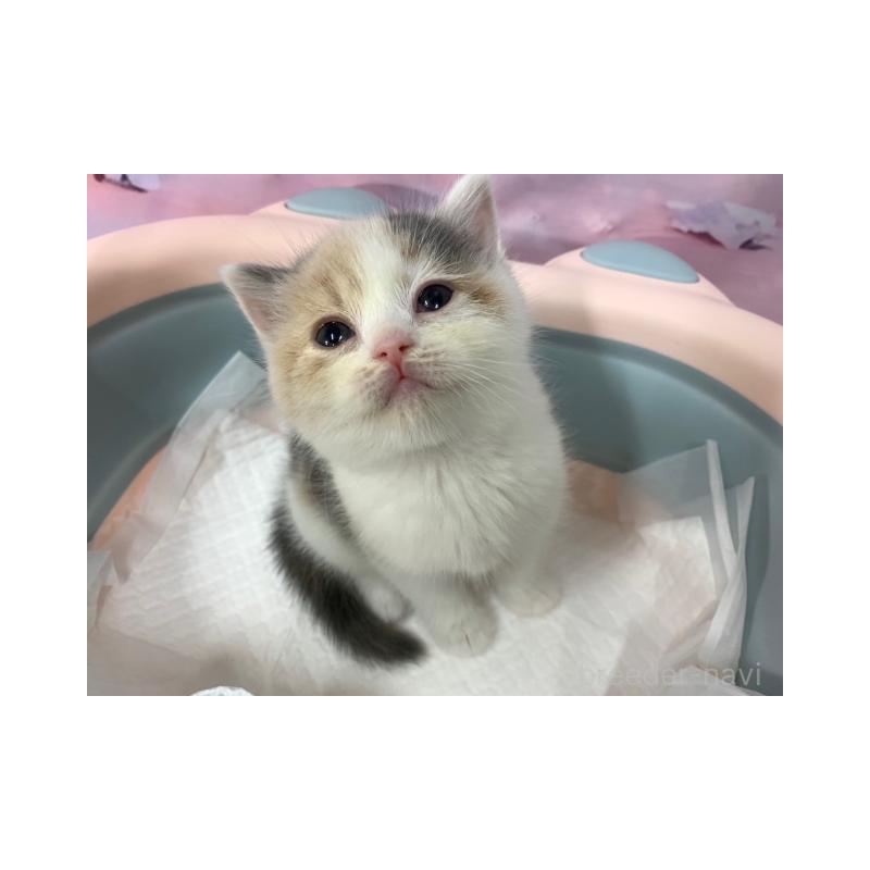 販売中の大阪府のスコティッシュフォールド-131129の2枚目