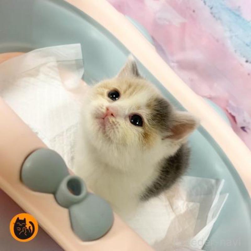 販売中の大阪府のスコティッシュフォールド-131129