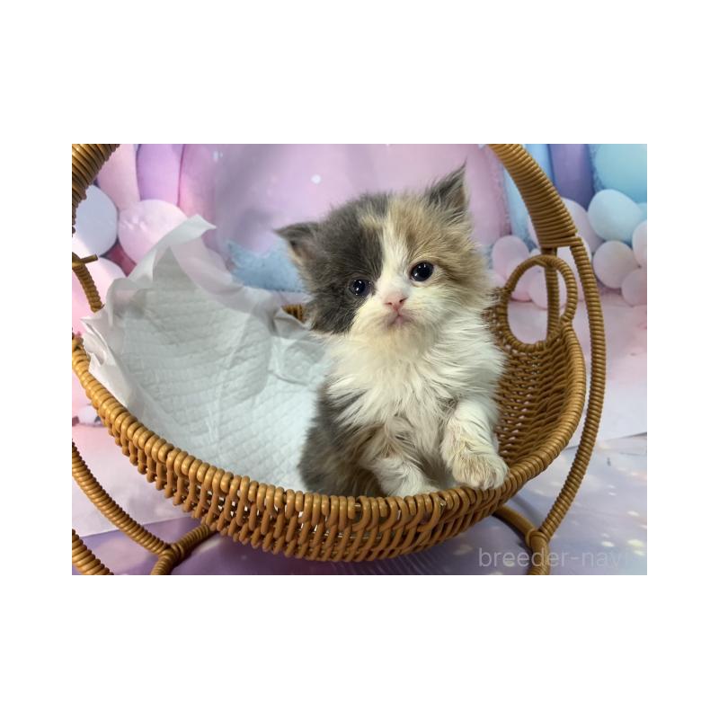 販売中の大阪府のスコティッシュフォールド-131130の6枚目