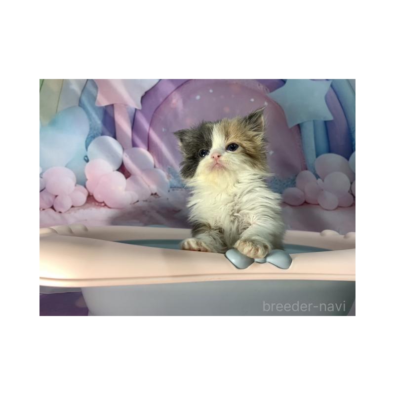 販売中の大阪府のスコティッシュフォールド-131130の5枚目