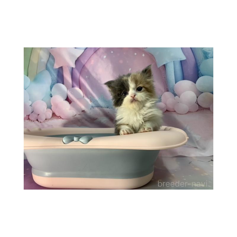 販売中の大阪府のスコティッシュフォールド-131130の4枚目