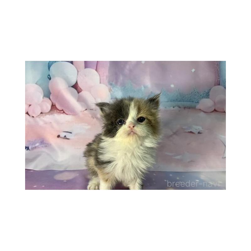 販売中の大阪府のスコティッシュフォールド-131130の2枚目