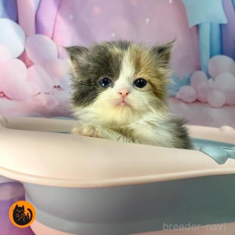 販売中の大阪府のスコティッシュフォールド-131130の1枚目