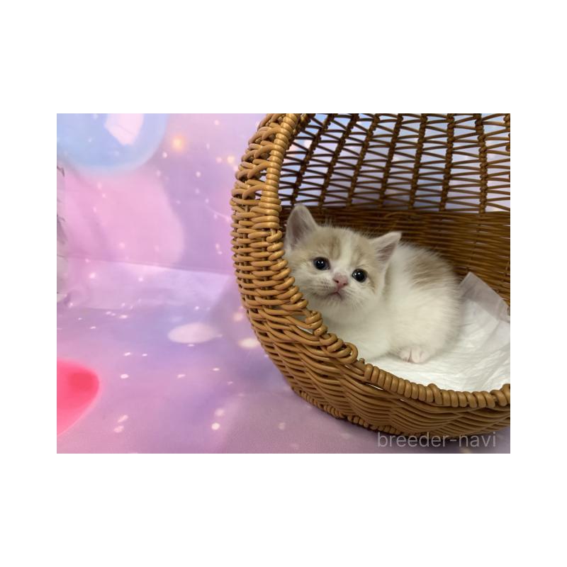 販売中の大阪府のスコティッシュフォールド-131131の5枚目