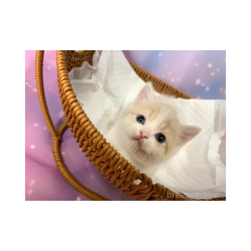 販売中の大阪府のスコティッシュフォールド-131131の6枚目