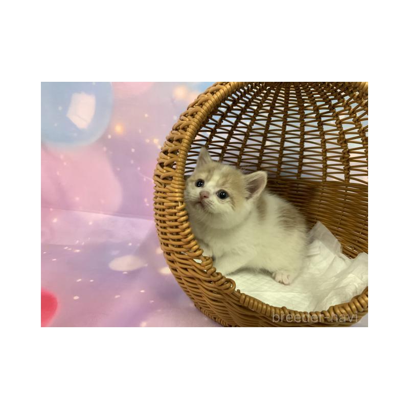 販売中の大阪府のスコティッシュフォールド-131131の4枚目