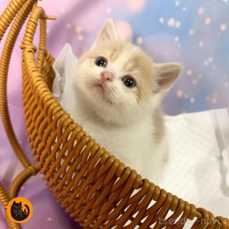 販売中の大阪府のスコティッシュフォールド-131131