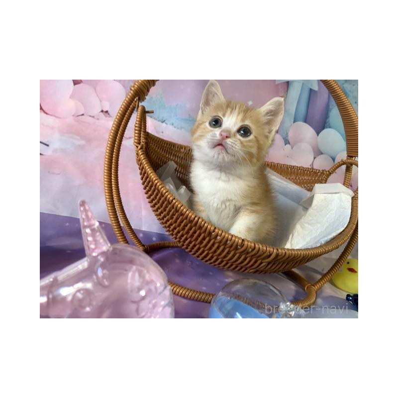 販売中の大阪府のマンチカン-131132の6枚目