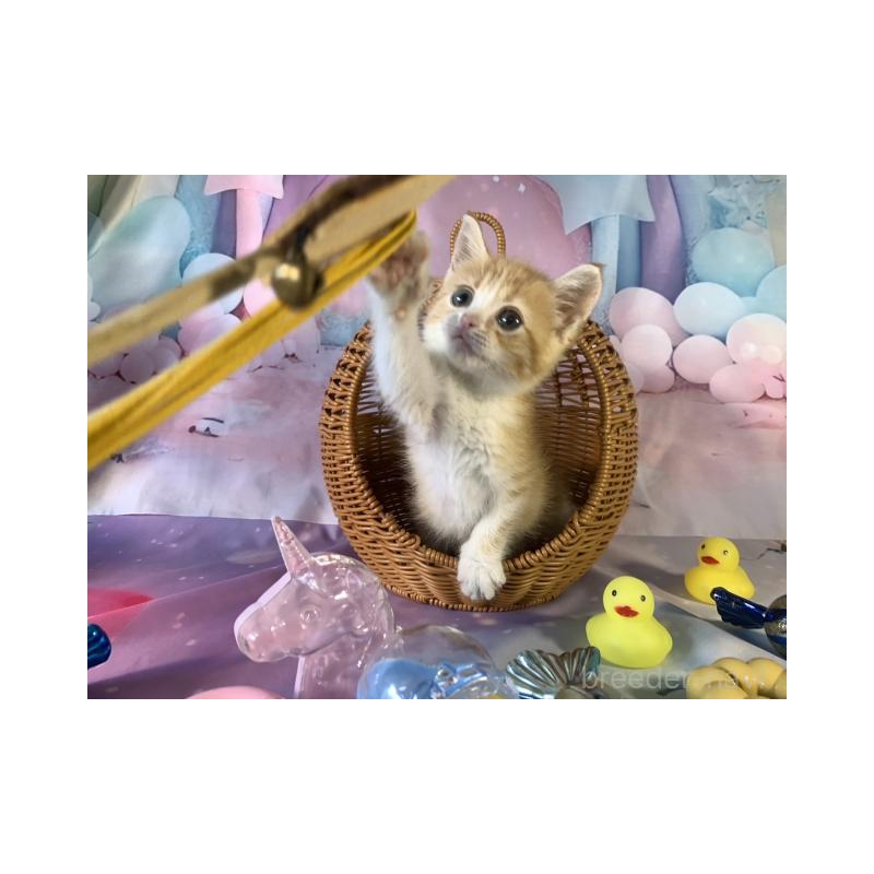 販売中の大阪府のマンチカン-131132の4枚目