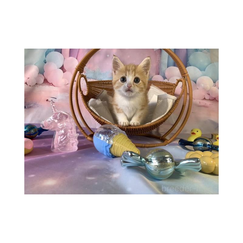 販売中の大阪府のマンチカン-131132の5枚目