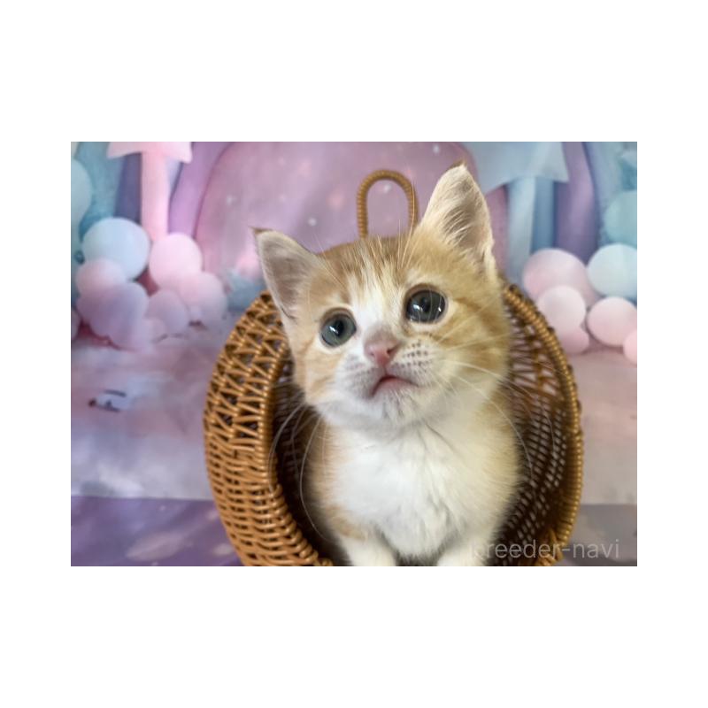 販売中の大阪府のマンチカン-131132の3枚目