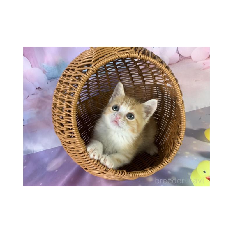 販売中の大阪府のマンチカン-131132の2枚目