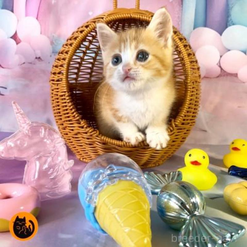 販売中の大阪府のマンチカン-131132