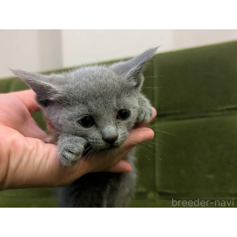 販売中の神奈川県のロシアンブルー-131133の7枚目