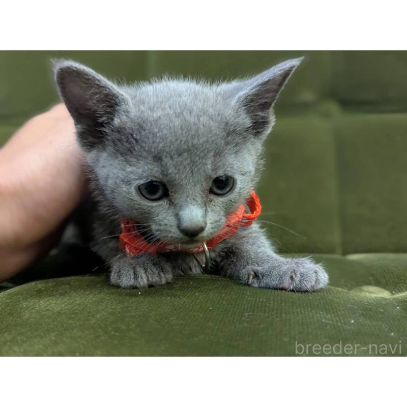 販売中の神奈川県のロシアンブルー-131133の6枚目