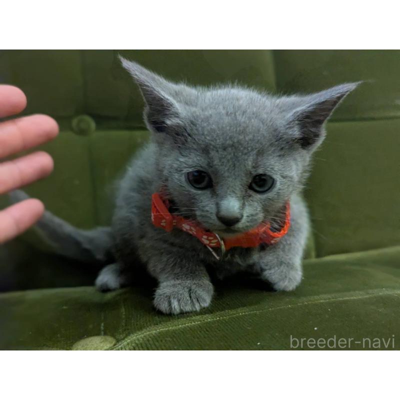 販売中の神奈川県のロシアンブルー-131133の5枚目