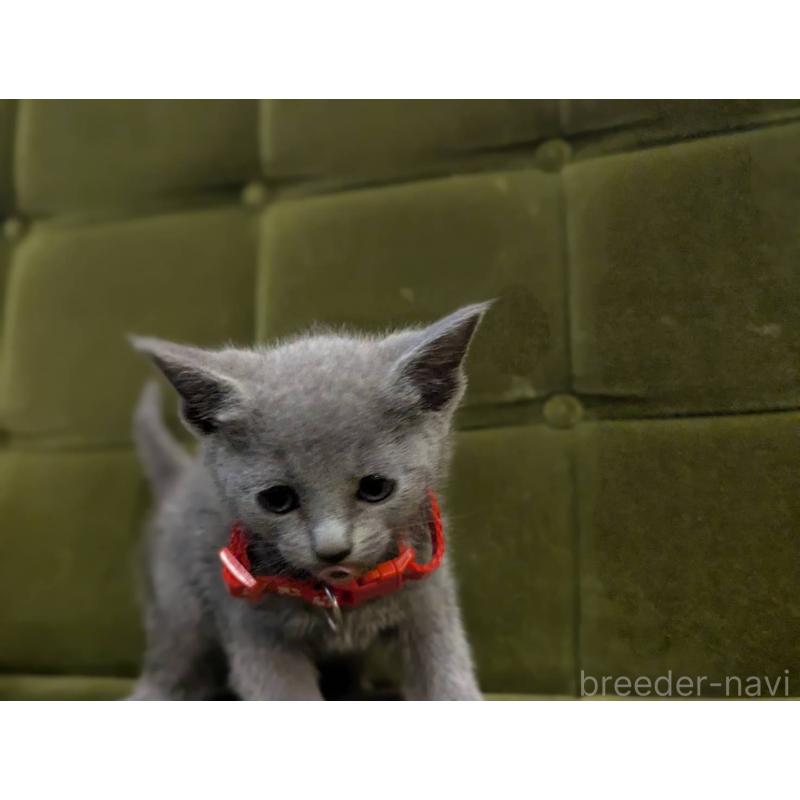 販売中の神奈川県のロシアンブルー-131133の4枚目