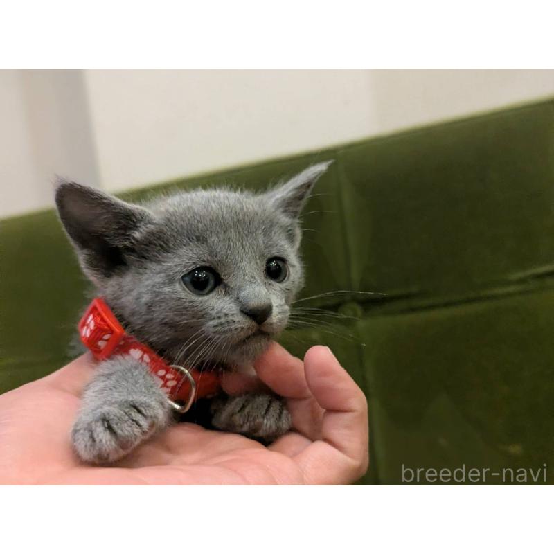 販売中の神奈川県のロシアンブルー-131133の3枚目