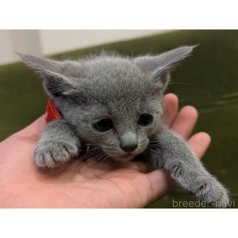 販売中の神奈川県のロシアンブルー-131133の2枚目