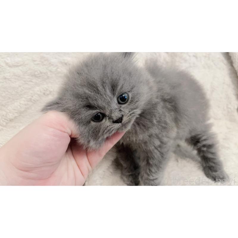 成約済の島根県のブリティッシュショートヘア-126957の4枚目