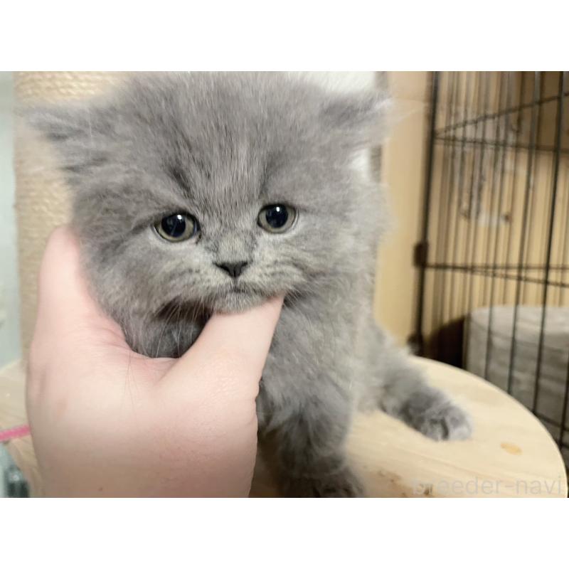 成約済の島根県のブリティッシュショートヘア-126957の2枚目