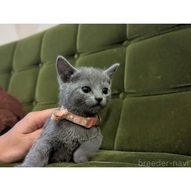 販売中の神奈川県のロシアンブルー-131134の5枚目