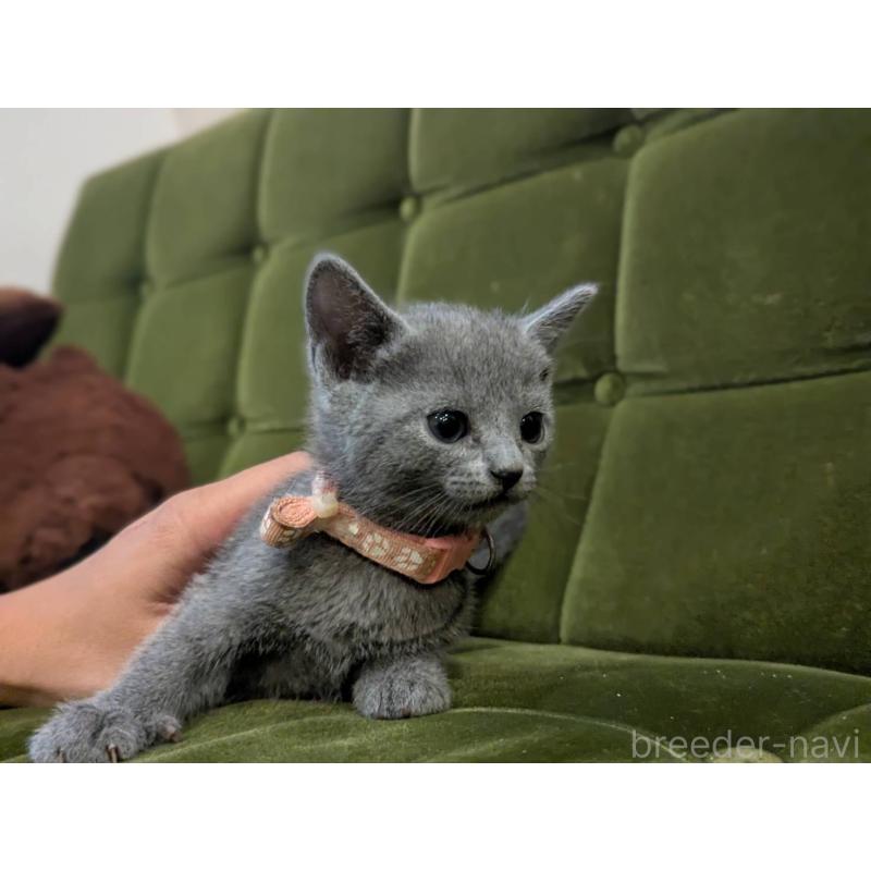 販売中の神奈川県のロシアンブルー-131134の6枚目