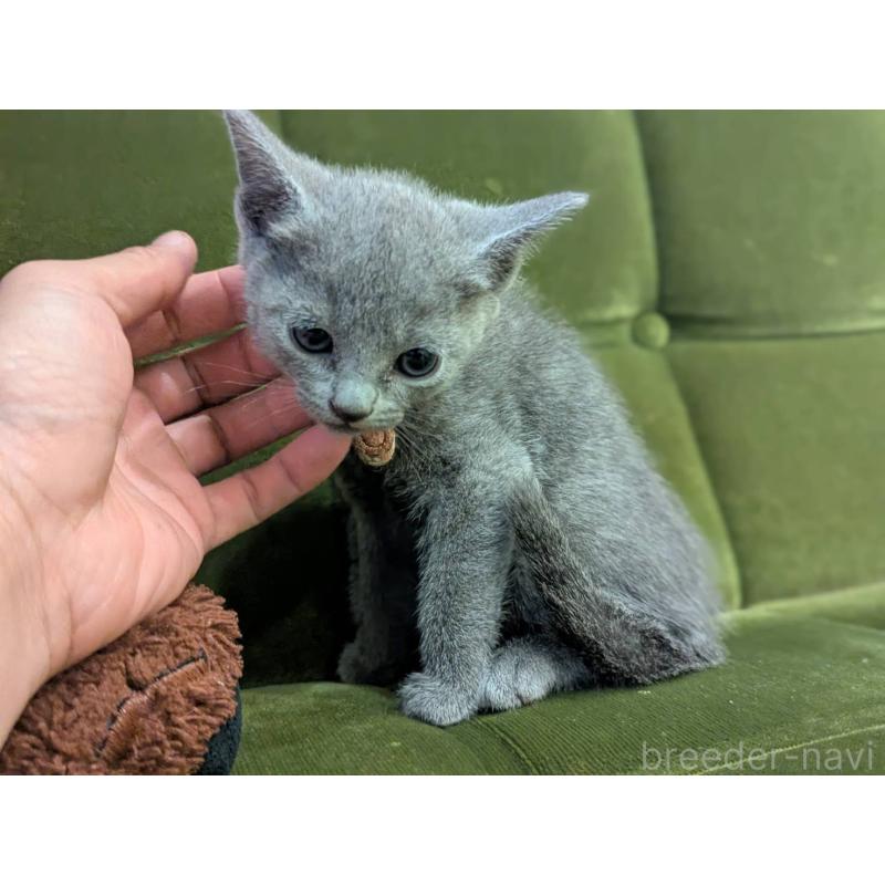 販売中の神奈川県のロシアンブルー-131134の4枚目