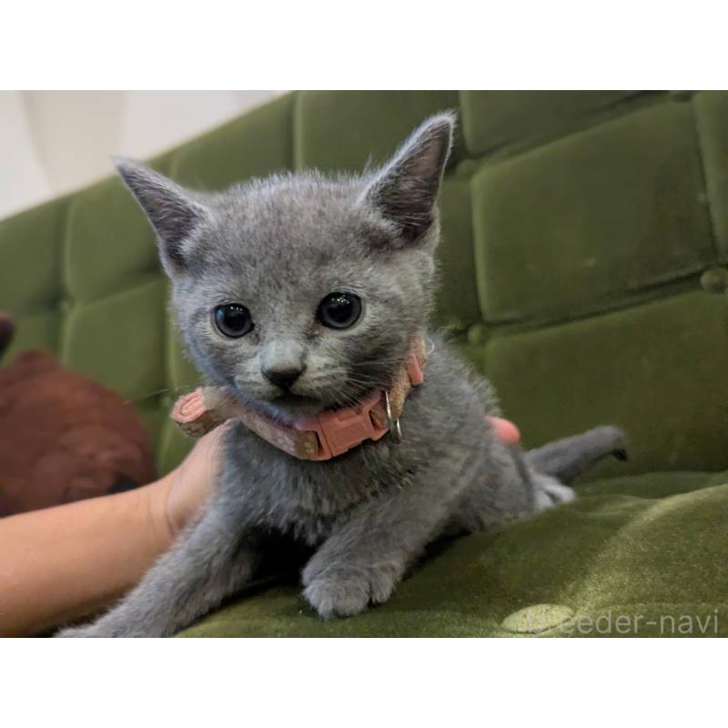 販売中の神奈川県のロシアンブルー-131134の3枚目