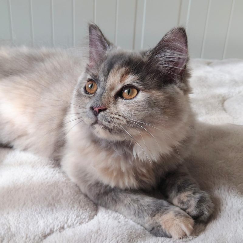 販売中の埼玉県のミヌエット-125573