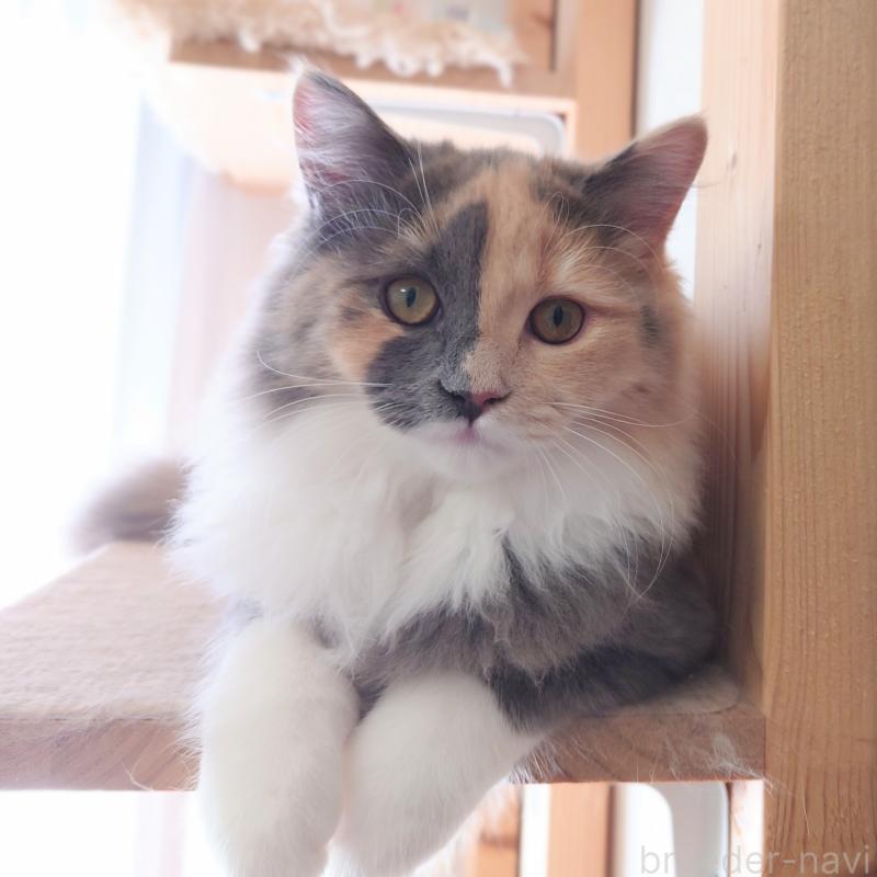 販売中の埼玉県のミヌエット-121917