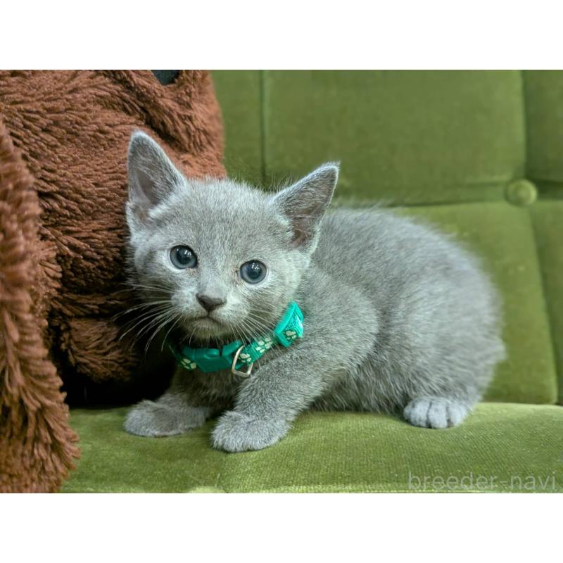 販売中の神奈川県のロシアンブルー-131135の8枚目