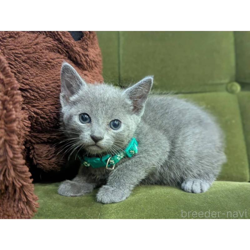 販売中の神奈川県のロシアンブルー-131135の7枚目