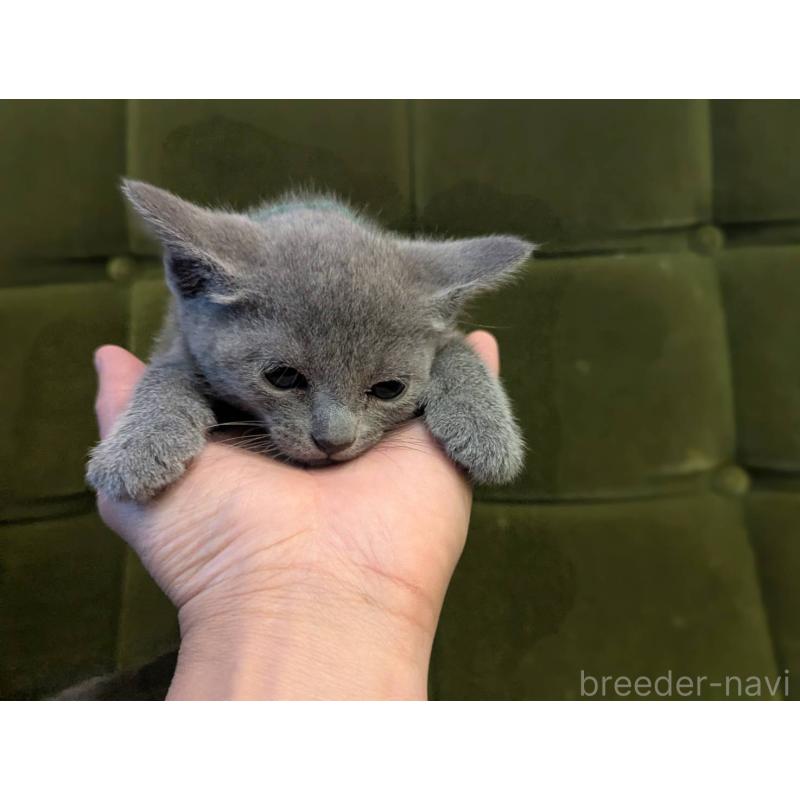 販売中の神奈川県のロシアンブルー-131135の6枚目