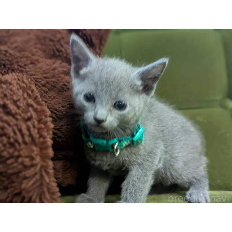 販売中の神奈川県のロシアンブルー-131135の4枚目