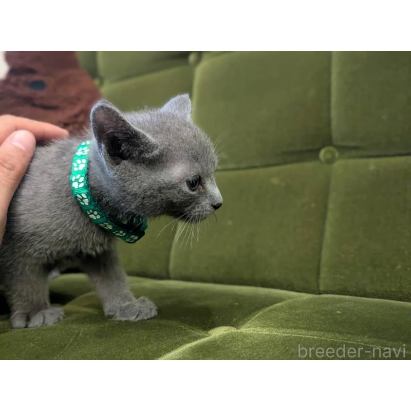 販売中の神奈川県のロシアンブルー-131135の5枚目