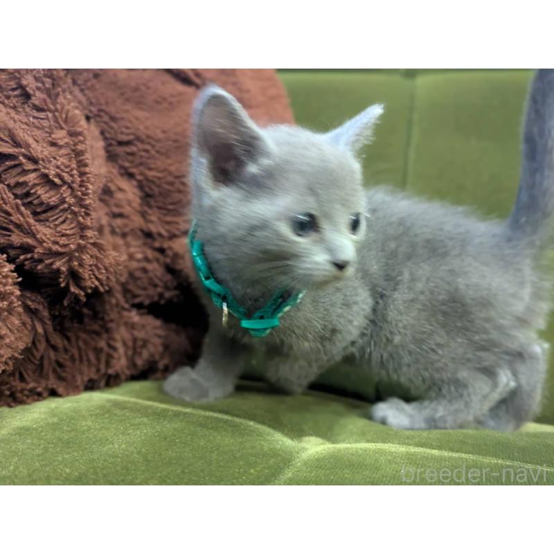 販売中の神奈川県のロシアンブルー-131135の3枚目