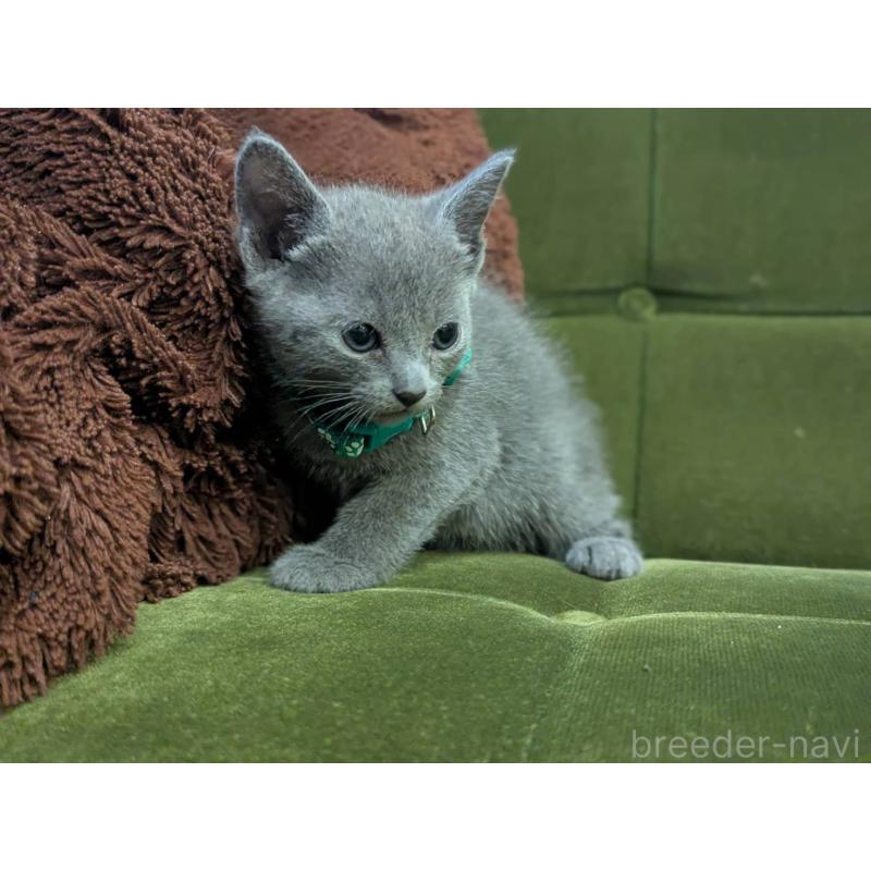 販売中の神奈川県のロシアンブルー-131135の2枚目