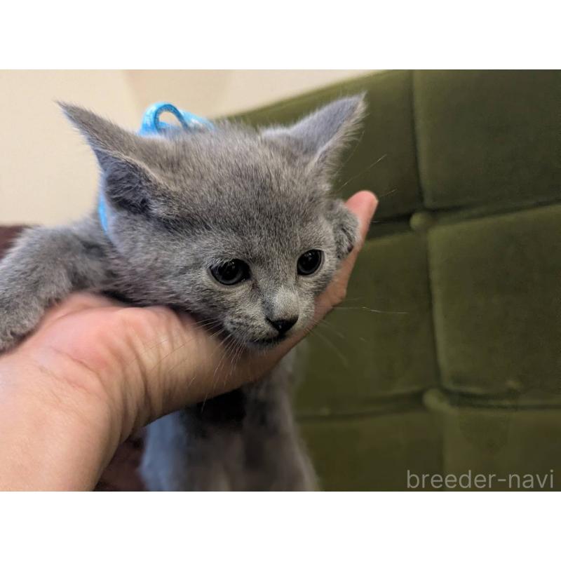 販売中の神奈川県のロシアンブルー-131136の7枚目