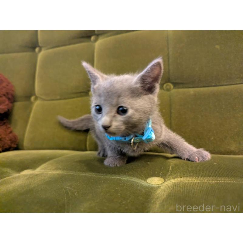 販売中の神奈川県のロシアンブルー-131136の6枚目