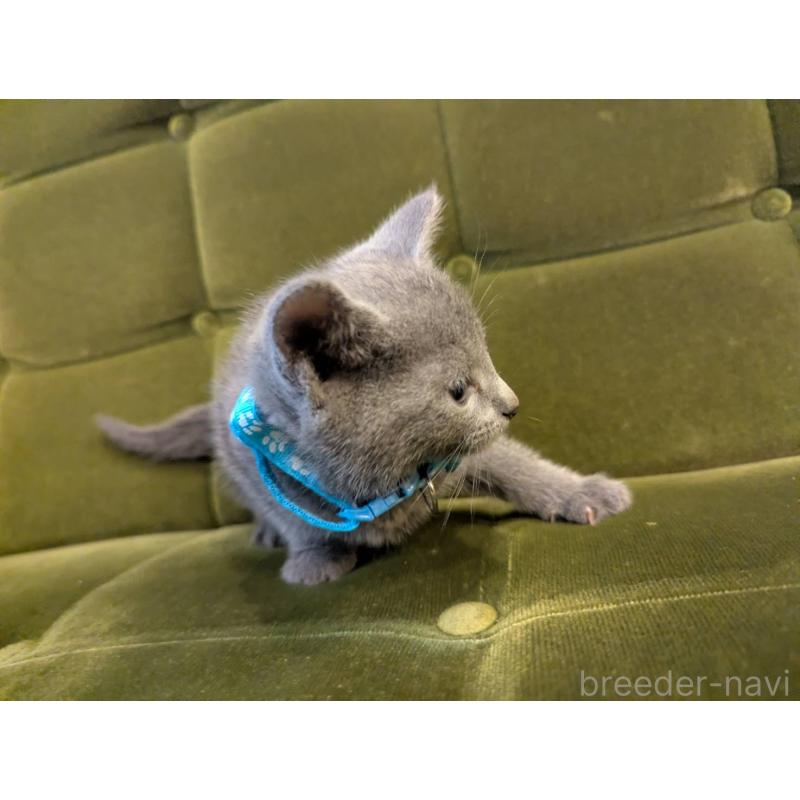 販売中の神奈川県のロシアンブルー-131136の5枚目