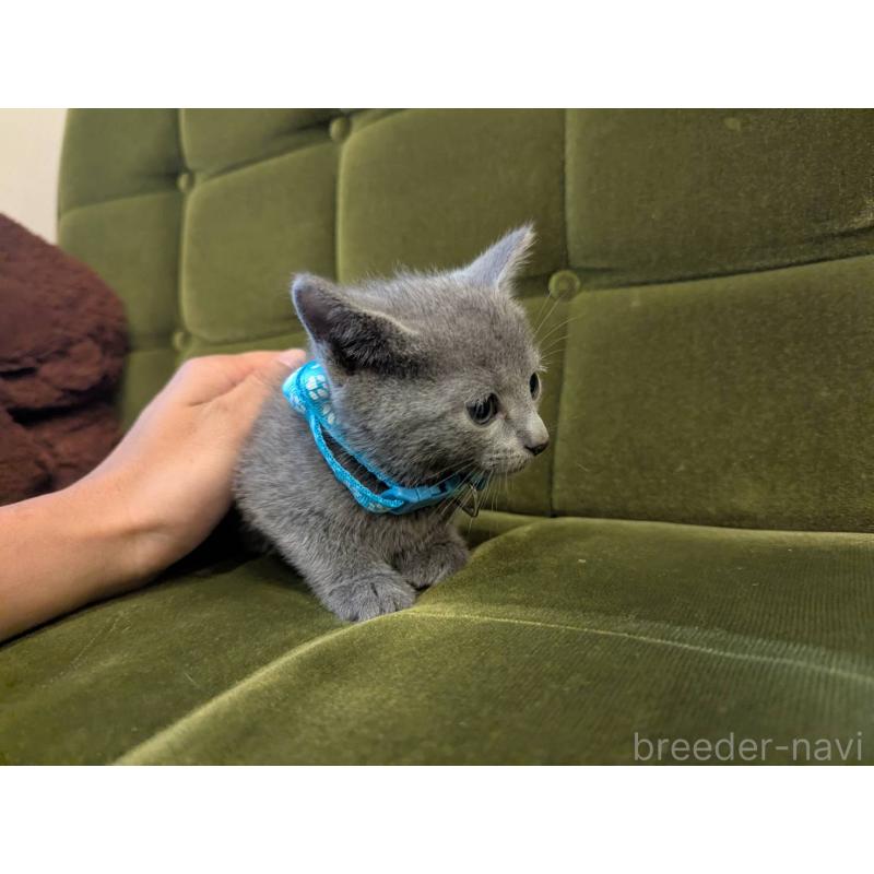 販売中の神奈川県のロシアンブルー-131136の3枚目