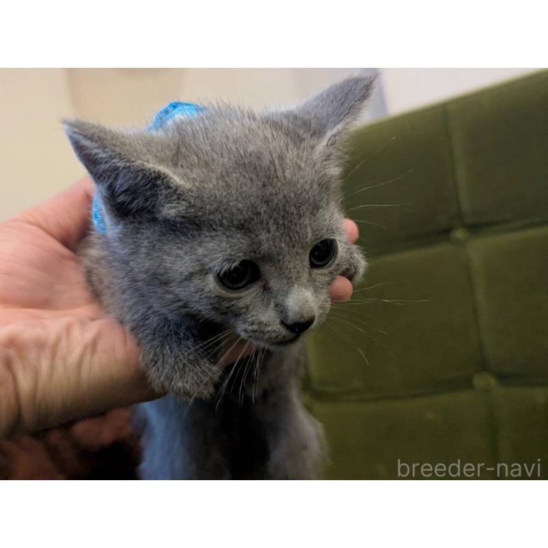 販売中の神奈川県のロシアンブルー-131136の2枚目
